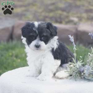 Sasha, Havachon Puppy